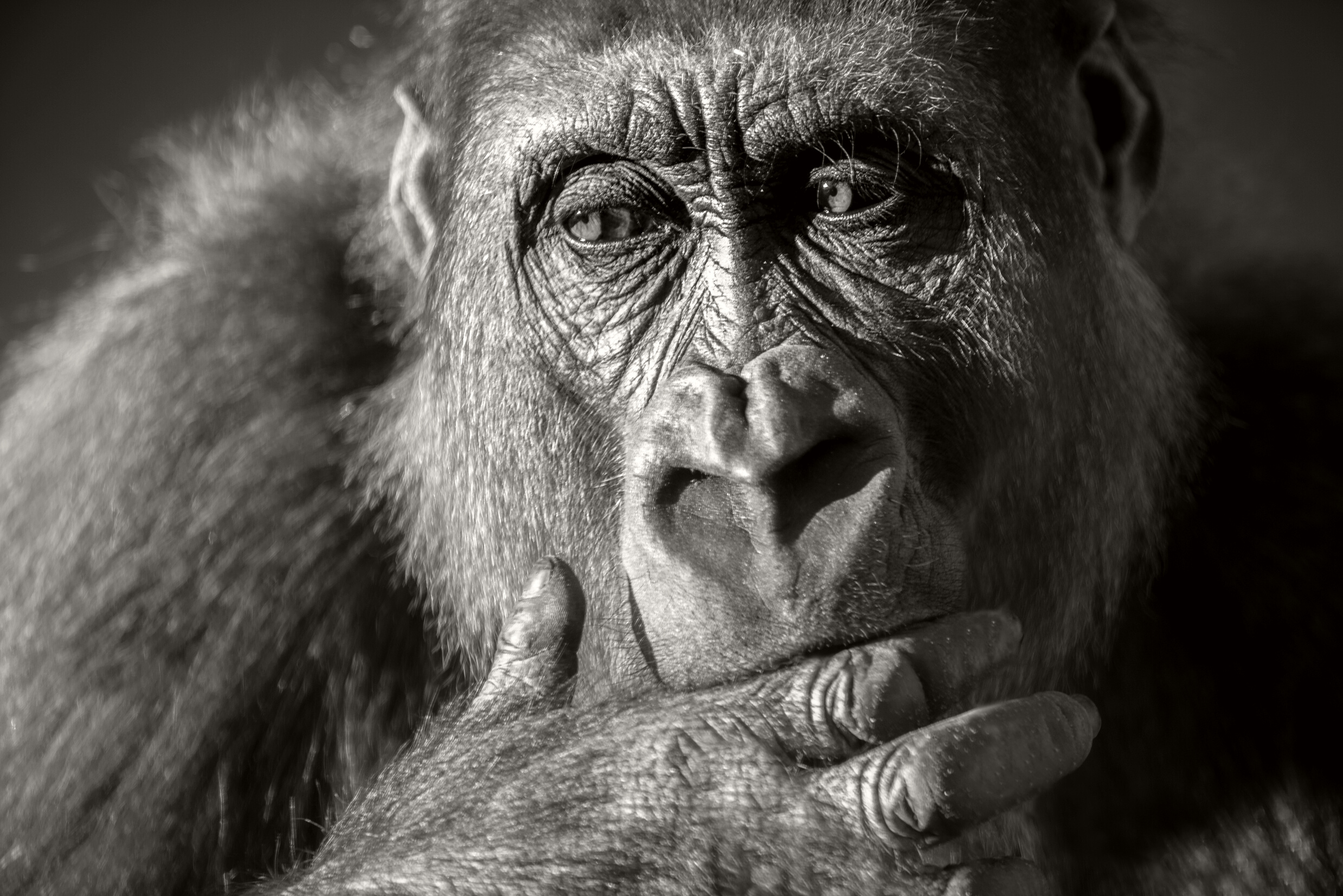 Gorilla female (Gorilla gorilla gorilla) close up portrait.